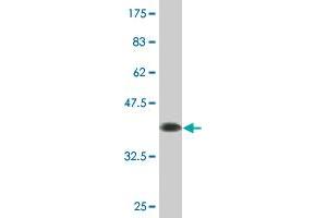 Western Blot detection against Immunogen (36. (aHSP antibody  (AA 1-102))