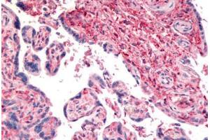 Anti-CD26 antibody  ABIN1048412 IHC staining of human placenta.