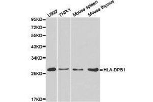 Western Blotting (WB) image for anti-Major Histocompatibility Complex, Class II, DP beta 1 (HLA-DPB1) antibody (ABIN1873027)