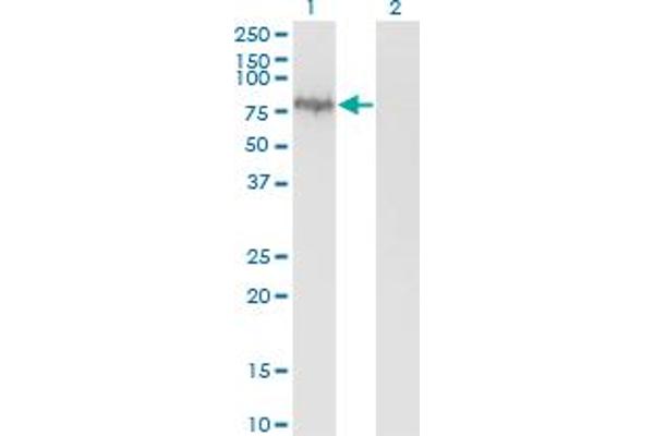 ENAH antibody  (AA 291-390)