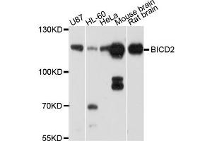 Western blot analysis of extract of various cells, using BICD2 antibody. (BICD2 antibody)