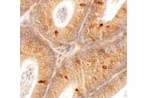 Immunohistochemistry of SPATA4 in mouse testis tissue with SPATA4 antibody at 2.