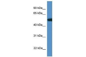 Western Blot showing Tigd4 antibody used at a concentration of 1.