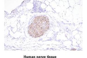 Paraffin embedded sections of human nerve tissue were incubated with anti-human PGP9. (UCHL1 antibody)