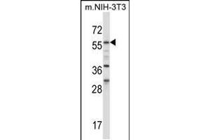 Western blot analysis in mouse NIH-3T3 cell line lysates (35ug/lane). (BIN1 antibody  (AA 360-389))