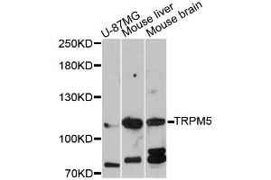 Western blot analysis of extracts of various cell lines, using TRPM5 antibody (ABIN5999108) at 1:3000 dilution. (TRPM5 antibody)