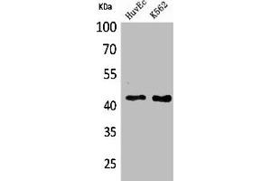 Western Blot analysis of HuvEc K562 cells using Layilin Polyclonal Antibody (Layilin antibody  (Internal Region))
