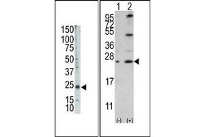 Image no. 2 for anti-BCL2-Like 2 (BCL2L2) (AA 1-100), (BH3 Domain), (N-Term) antibody (ABIN356814) (BCL2L2 antibody  (BH3 Domain, N-Term))