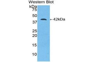 Western Blotting (WB) image for anti-Creatine Kinase, Brain (CKB) (AA 11-367) antibody (ABIN1077952) (CKB antibody  (AA 11-367))
