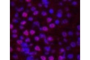 Immunofluorescence analysis of Mouse kidney tissue using Histone H2B Monoclonal Antibody at dilution of 1:200. (Histone H2B antibody)