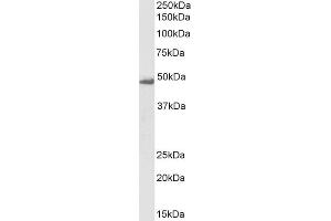 Biotinylated ABIN5539526 (1µg/ml) staining of K562 lysate (35µg protein in RIPA buffer), exactly mirroring its parental non-biotinylated product. (Flotillin 1 antibody  (C-Term) (Biotin))