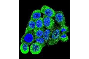 Confocal immunofluorescent analysis of YWHAB Antibody (C-term) (ABIN392788 and ABIN2842226) with Hela cell followed by Alexa Fluor 488-conjugated goat anti-rabbit lgG (green). (YWHAB antibody  (C-Term))