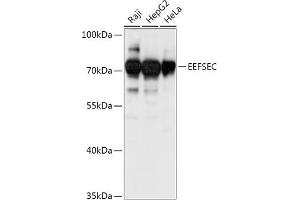 Western blot analysis of extracts of various cell lines, using EEFSEC antibody (ABIN7267020) at 1:1000 dilution. (EEFSEC antibody  (AA 347-596))