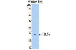 Western Blotting (WB) image for anti-Sulfite Oxidase (SUOX) (AA 397-540) antibody (ABIN1860664)