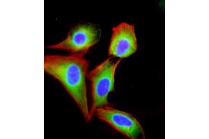 Immunofluorescent analysis of 4 % paraformaldehyde-fixed, 0. (EIF2B3 antibody  (AA 110-452))