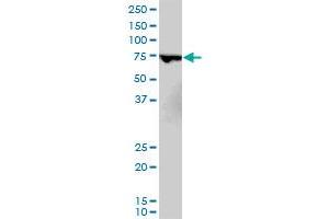 MBD1 antibody  (AA 415-508)
