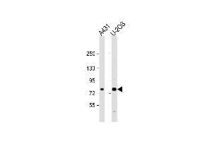 All lanes : Anti-N1A2 Antibody (Center) at 1:2000 dilution Lane 1: A431 whole cell lysate Lane 2: U-2OS whole cell lysate Lysates/proteins at 20 μg per lane. (MAN1A2 antibody  (AA 342-373))