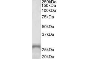 ABIN5539795 (1µg/ml) staining of Human Adrenal Gland lysate (35µg protein in RIPA buffer). (PHOX2A antibody  (AA 165-179))