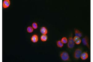 shows HeLa cell cultures stained with MCA-3H1 antibody (green). (Aurora A antibody)