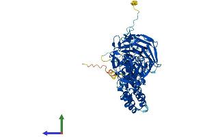 AlphaFold protein structure predicition of Human Recombinant KLHL36 Protein, UniprotID Q8N4N3