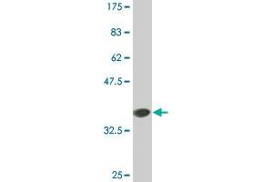 Western Blot detection against Immunogen (35. (COX6B1 antibody  (AA 1-86))