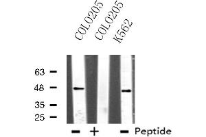 Western blot analysis of extracts from COLO205/K562 cells, using TEAD1 antibody.