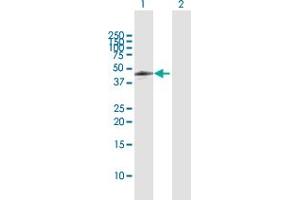 Western Blot analysis of CDC42EP4 expression in transfected 293T cell line by CDC42EP4 MaxPab polyclonal antibody. (CDC42EP4 antibody  (AA 1-356))