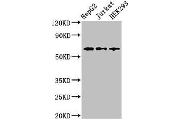 CD96 anticorps  (AA 306-395)