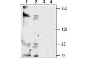 Western blot analysis of rat (lanes 1 and 3) and mouse (lanes 2 and 4) brain membranes: - 1,2. (KCNT2 antibody  (C-Term, Intracellular))