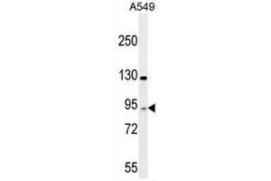 TAGAP Antibody (Center) western blot analysis in A549 cell line lysates (35µg/lane). (TAGAP antibody  (Middle Region))