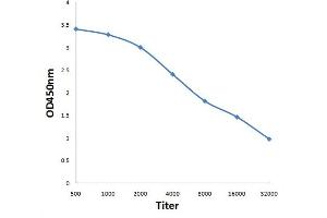 Antigen: 0. (MAS1L antibody  (AA 201-300))