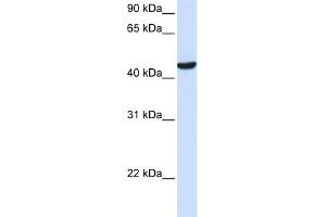 WB Suggested Anti-ZNF134 Antibody Titration: 0. (ZNF134 antibody  (Middle Region))