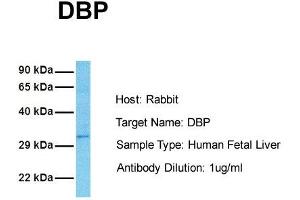 Host: Rabbit Target Name: DBP Sample Tissue: Human Fetal Liver Antibody Dilution: 1. (DBP antibody  (Middle Region))
