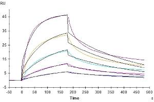 Human Fas, His Tag immobilized on CM5 Chip can bind Human Fas Ligand, His Tag with an affinity constant of 19. (FASL Protein (His tag))