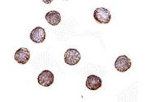 Immunohistochemistry (IHC) image for anti-Ribonuclease H2, Subunit A (RNASEH2A) (Middle Region) antibody (ABIN1031071) (RNASEH2A antibody  (Middle Region))