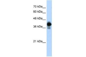 HNRPC antibody used at 0. (HNRNPC antibody)
