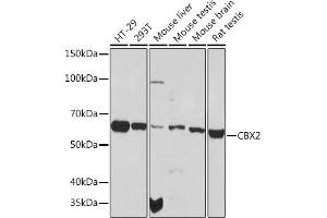 Western blot analysis of extracts of various cell lines, using CBX2 Rabbit mAb (ABIN1679821, ABIN3017652, ABIN3017653 and ABIN7101515) at 1:1000 dilution. (CBX2 antibody)