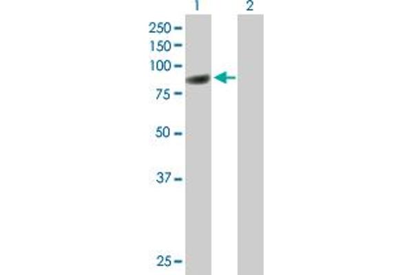 CBFA2T3 antibody  (AA 1-615)