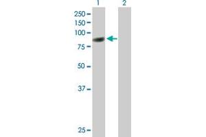 Western Blot analysis of CBFA2T3 expression in transfected 293T cell line by CBFA2T3 MaxPab polyclonal antibody.