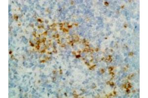 Immunohistochemical staining (Formalin-fixed paraffin-embedded sections) of human tonsil tissue with Human IgG (gamma heavy chain) monoclonal antibody, clone RM116  under 1 ug/mL working concentration.