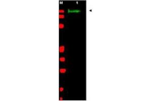 Image no. 1 for anti-Slit Homolog 2 (Drosophila) (SLIT2) (AA 484-500) antibody (ABIN199959) (SLIT2 antibody  (AA 484-500))