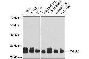Western blot analysis of extracts of various cell lines using YWHAZ Polyclonal Antibody at dilution of 1:1000. (14-3-3 zeta antibody)