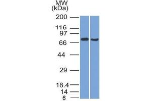 Western Blot (1) HeLa and (2) HepG2 cell lysate using TCF4 Mouse Monoclonal Antibody (TCF4/1705). (TCF4 antibody  (AA 365-671))