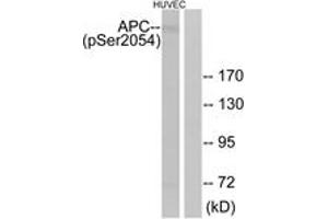 Western blot analysis of extracts from HuvEc cells treated with PMA 125ng/ml 30', using APC (Phospho-Ser2054) Antibody. (APC antibody  (pSer2054))