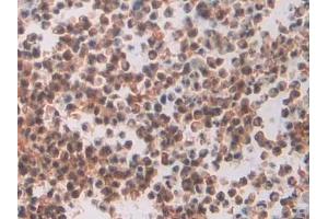 Immunohistochemistry (IHC) image for anti-Macrophage erythroblast Attacher (MAEA) (AA 136-379) antibody (ABIN7440146)