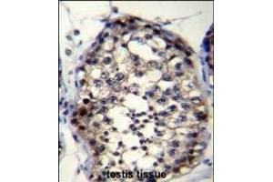 ROPN1L Antibody (N-term) (ABIN655789 and ABIN2845219) immunohistochemistry analysis in formalin fixed and paraffin embedded human testis tissue followed by peroxidase conjugation of the secondary antibody and DAB staining. (ROPN1L antibody  (N-Term))