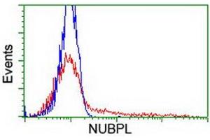 HEK293T cells transfected with either RC204385 overexpress plasmid (Red) or empty vector control plasmid (Blue) were immunostained by anti-NUBPL antibody (ABIN2455156), and then analyzed by flow cytometry. (NUBPL antibody  (AA 1-250))