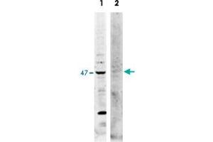Western blot using TRAF2 polyclonal antibody  shows detection of endogenous TRAF2 in whole HeLa cell lysates. (TRAF2 antibody  (Internal Region))