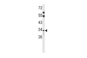 Western blot analysis of ACOT8 Antibody (C-term) (ABIN653089 and ABIN2842684) in mouse liver tissue lysates (35 μg/lane). (ACOT8 antibody  (C-Term))