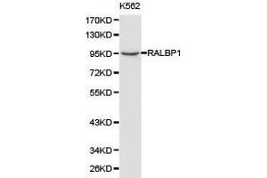 Western Blotting (WB) image for anti-RalA Binding Protein 1 (RALBP1) antibody (ABIN1874541) (RALBP1 antibody)